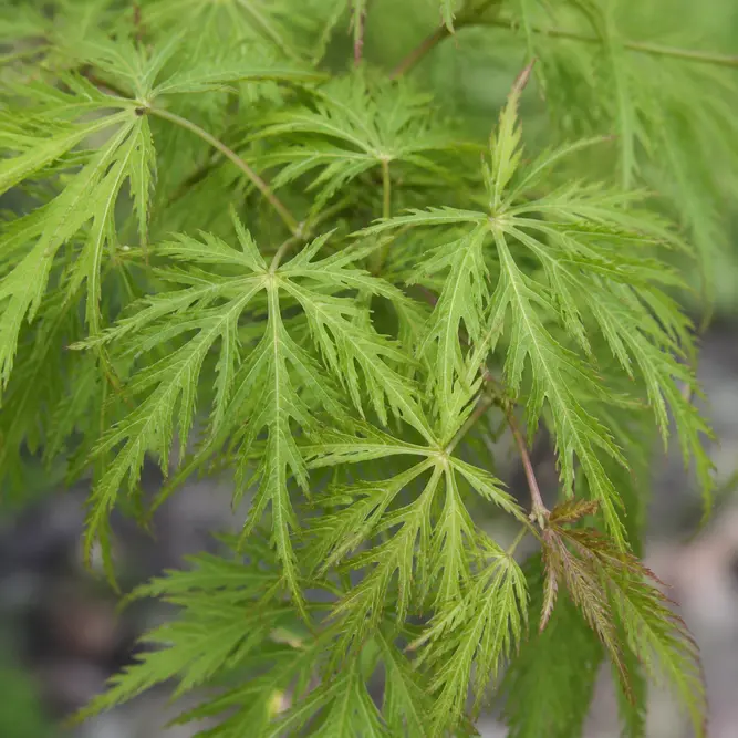 Acer palmatum 'Seiryu' (Pot Size 36cm) Japanese Maple