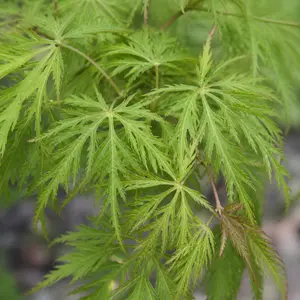 Acer palmatum 'Seiryu'