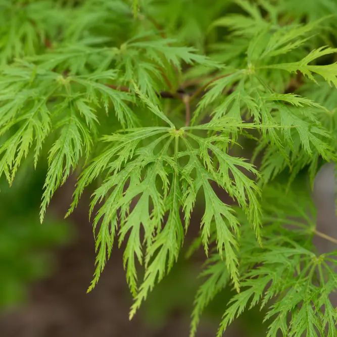 Acer palmatum dissectum 'Viridis' (Pot Size 25L) Viridis Japanese Maple