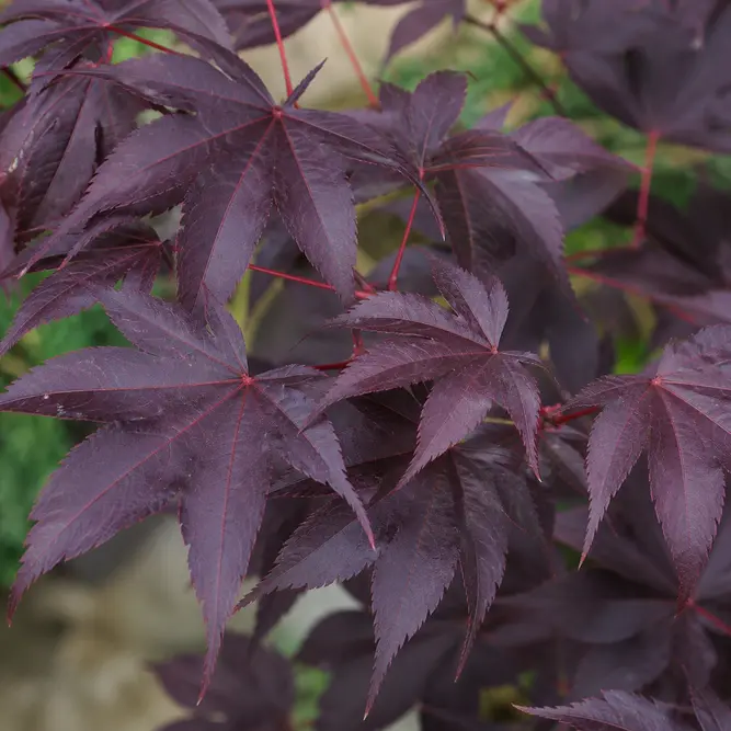 Acer palmatum 'Atropurpureum' (Pot Size 65L) Japanese Maple