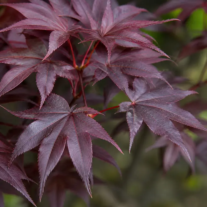 Acer palmatum 'Bloodgood' (Pot Size 65L) Japanese maple