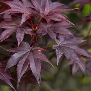 Acer palmatum 'Bloodgood'