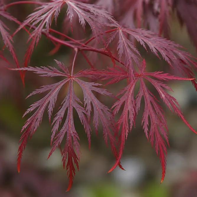 Acer palmatum dissectum 'Inaba-shidare' (Pot Size 30L) Japanese Maple