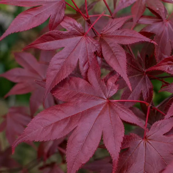 Acer palmatum 'Red Emperor' (Pot Size 20L) Red Emperor Japanese Maple