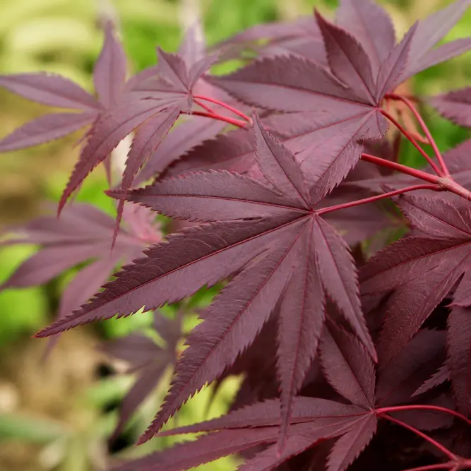 Acer palmatum 'Redwine' (Pot Size 3L) Japanese Maple