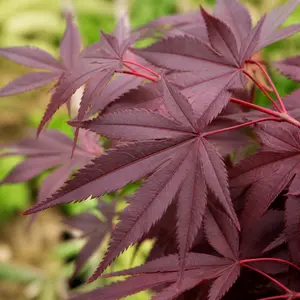 Acer palmatum 'Redwine'