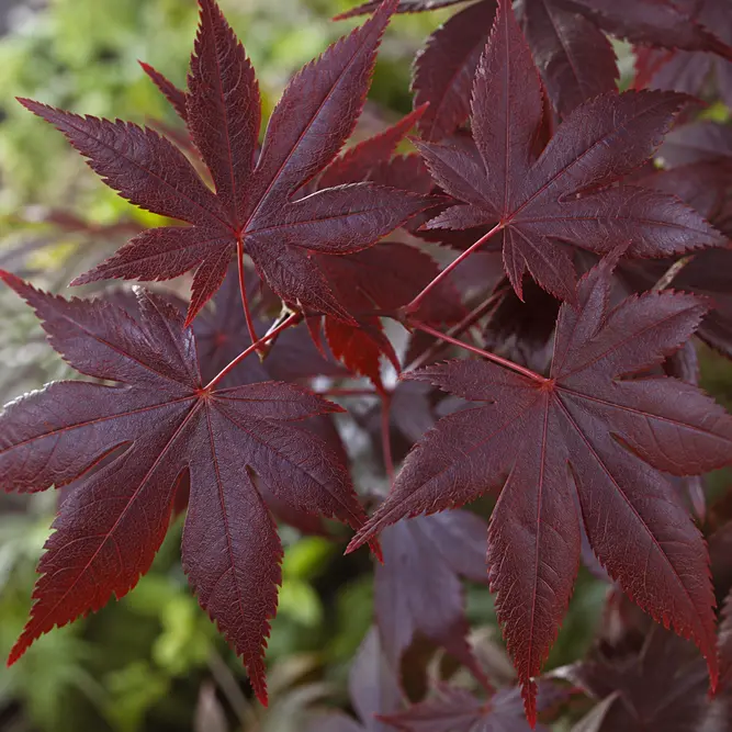 Acer palmatum 'Sumi-Nagashi' (Pot Size 24cm) Japanese Maple