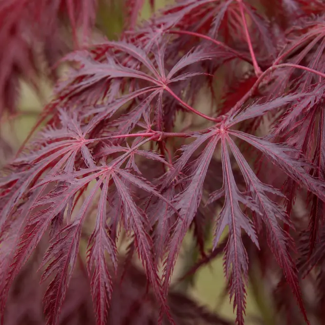 Acer palmatum 'Garnet' (Pot Size 15L) Garnet Japanese Maple