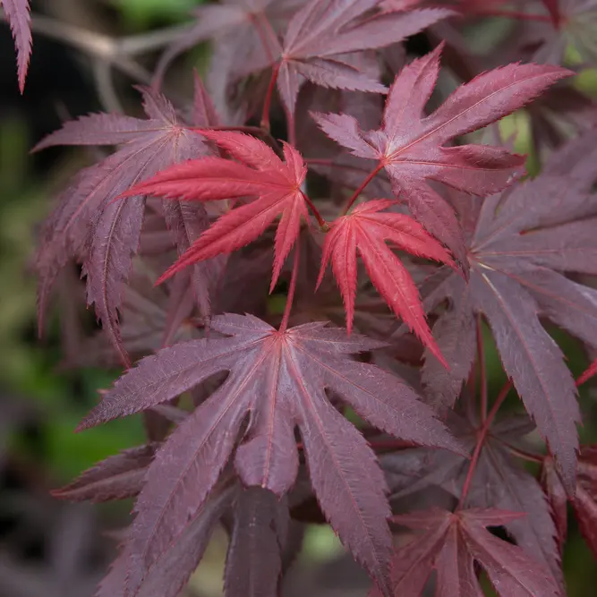 Acer palmatum 'Skeeter's Broom' (Pot Size 12L) Skeeter's Broom Japanese Maple