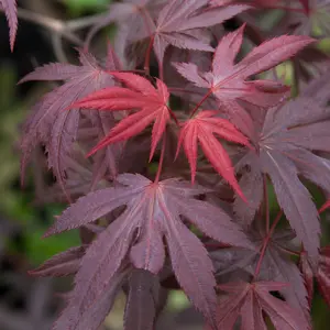 Acer palmatum 'Skeeter's Broom'