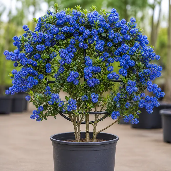 Ceanothus griseus var. horizontalis 'Yankee Point' (Pot Size 20L) Californian lilac