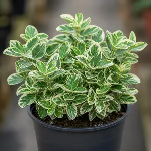 Euonymus japonicus 'Microphyllus Albovariegatus'