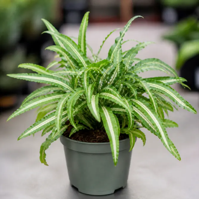 Pteris cretica var. albolineata (Pot Size 12cm) White-striped Cretan brake