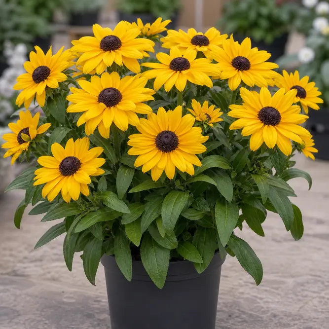 Rudbeckia hirta 'Sunbeckia Maya' (Pot Size 5L) Black-eyed Susan