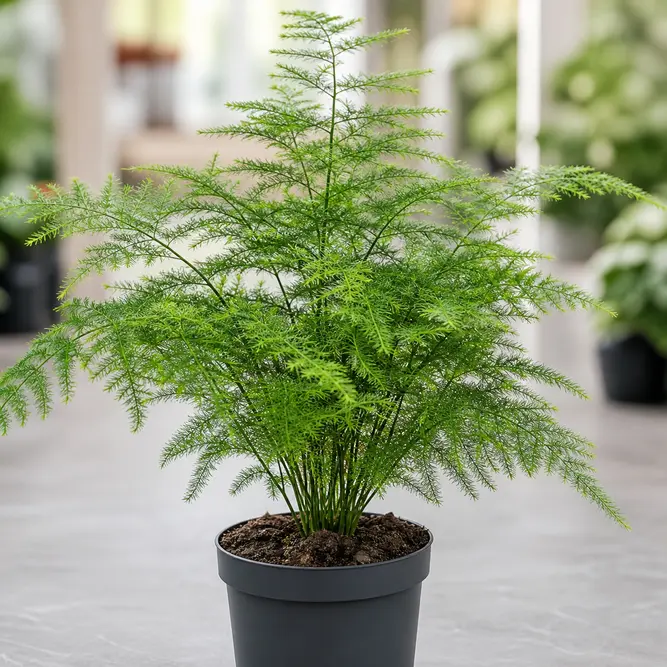 Asparagus setaceus (Pot Size 7cm) Asparagus Fern
