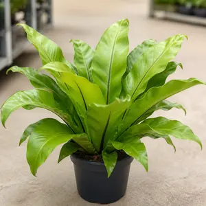 Asplenium nidus
