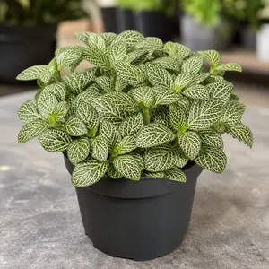 Fittonia verschaffeltii