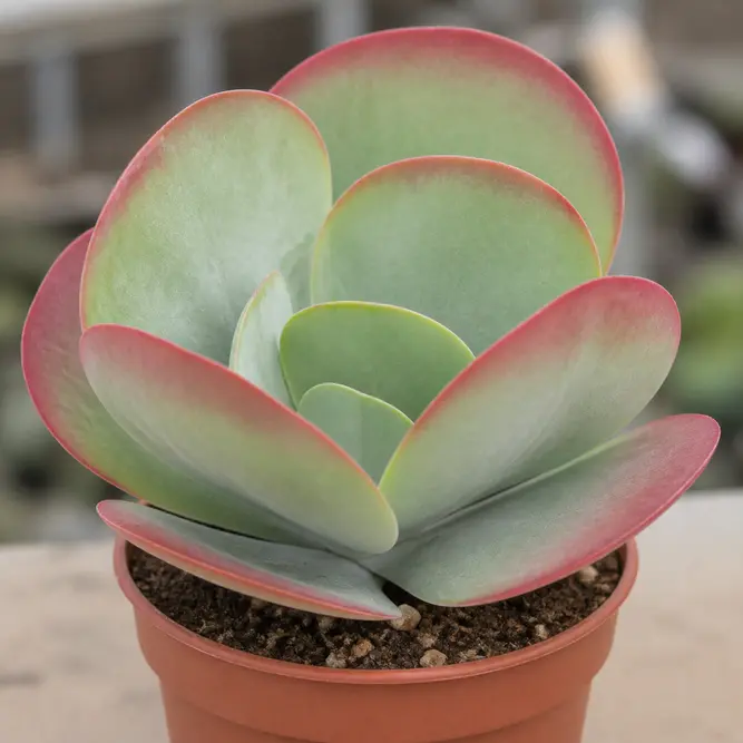 Kalanchoe thyrsiflora (Pot Size 5.5cm) Paddle Plant