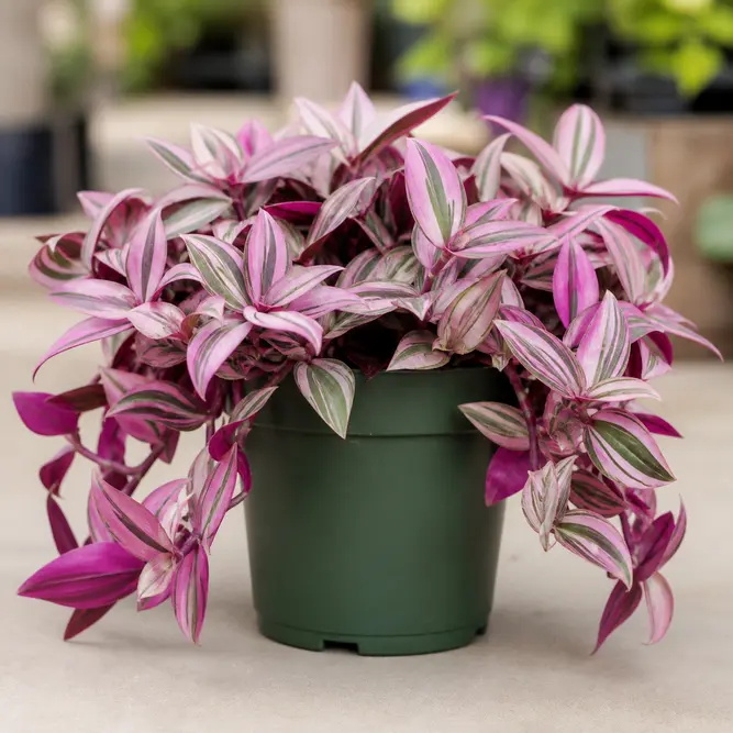Tradescantia zebrina 'Pink Paradise' (Pot Size 10.5cm) Tradescantia