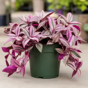 Tradescantia zebrina 'Pink Paradise'