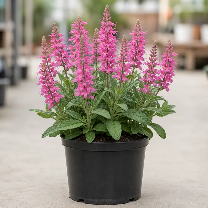 Salvia nemorosa 'Caramia Rosa' (Pot Size 3L) Pink Meadow Sage