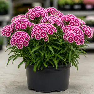Dianthus barbatus Pink/White