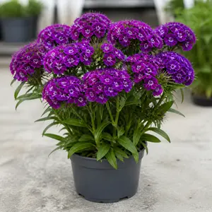 Dianthus barbatus Purple