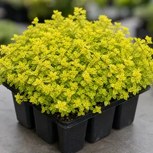 Thymus citriodorus 'Archers Gold'