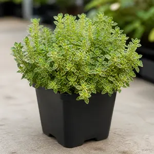 Thymus x citriodorus 'Golden Queen'