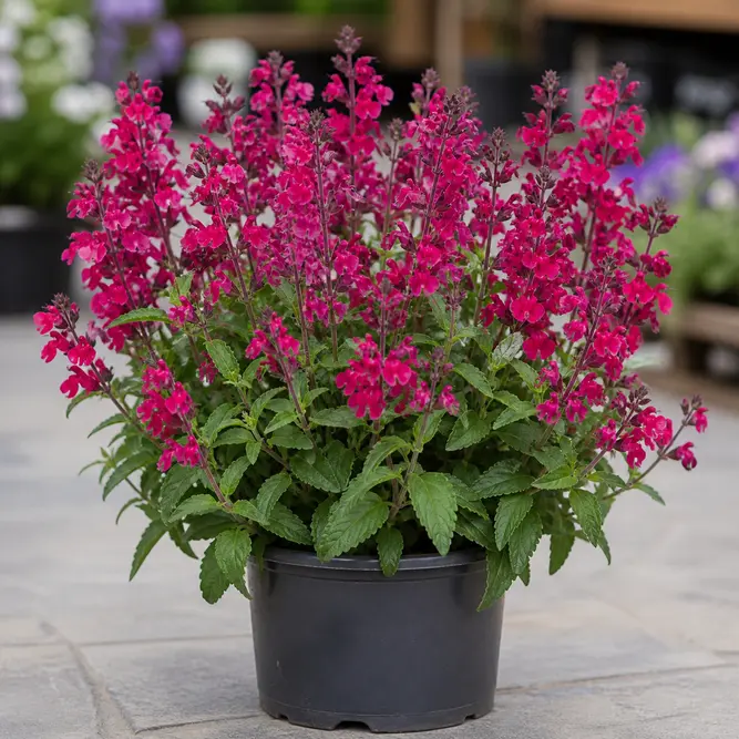 Salvia × jamensis 'Kolmamoer' (Pot Size 3L) Peach Sage