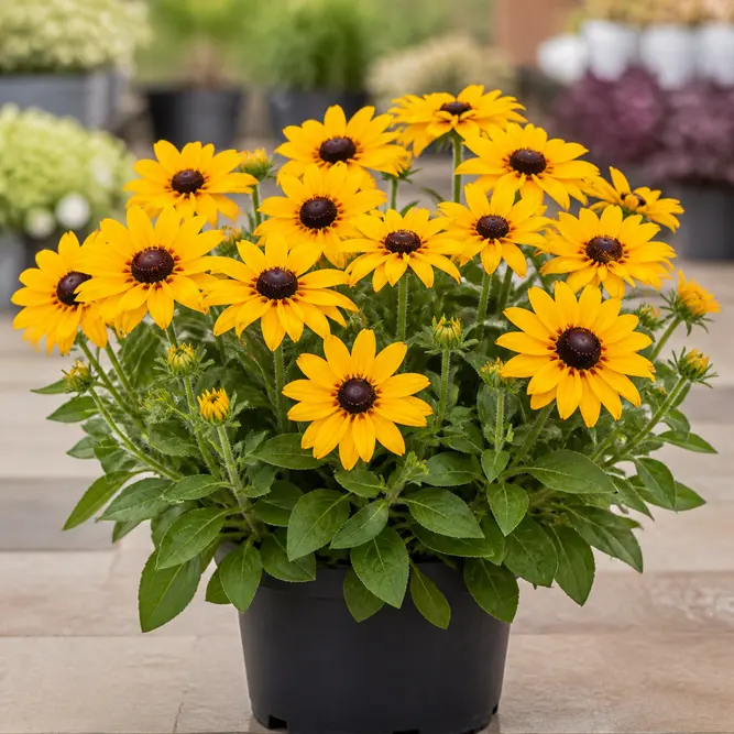 Rudbeckia hirta 'Happy Smileyz' (Pot Size 3L) Black-eyed Susan