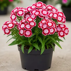 Dianthus barbatus 'Dart Red White Picotee'