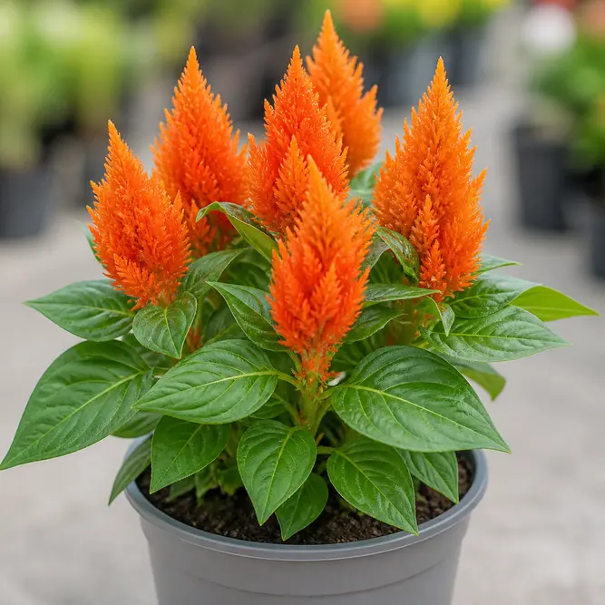 Celosia argentea Orange (Pot Size 12cm) Cockscomb