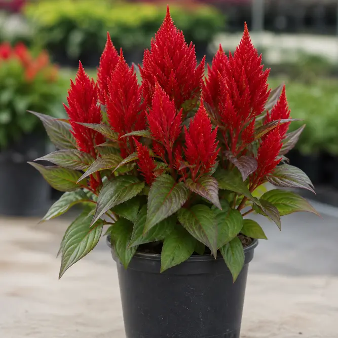 Celosia argentea Red (Pot Size 12cm) Red Cockscomb
