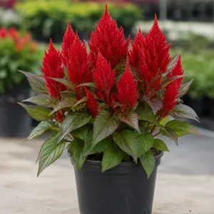Celosia argentea Red