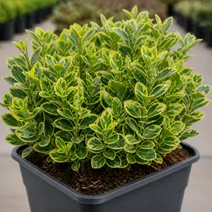Euonymus japonicus 'Aureomarginatus'