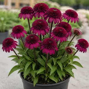 Echinacea purpurea 'Blackberry Truffle'