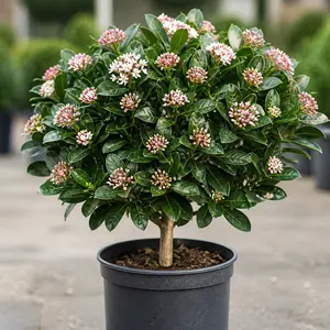 Viburnum tinus 'Spirit'