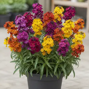 Erysimum cheiri 'Harlequin Mixed'