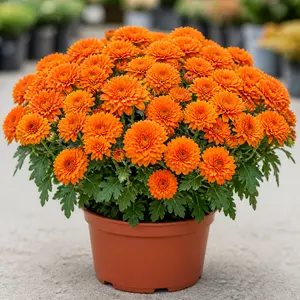 Chrysanthemum morifolium Orange