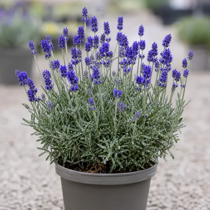 Lavandula angustifolia 'Essence Purple' (Pot Size 13cm) English Lavender