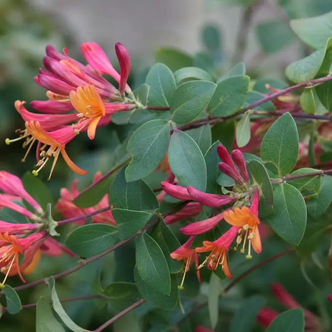 Lonicera × heckrottii 'Gold Flame' (Pot Size 3L) Gold Flame honeysuckle