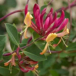 Lonicera periclymenum 'Serotina'