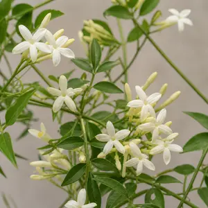 Jasminum officinale 'Clotted Cream'