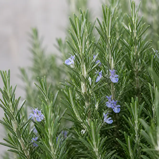 Salvia rosmarinus 'Miss Jessop's Upright' (Pot Size 1L) Rosemary 'Miss Jessop's Upright'