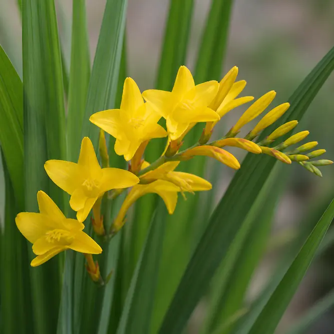 Crocosmia × crocosmiiflora 'George Davison' (Pot Size 3L) Montbretia 'George Davison'