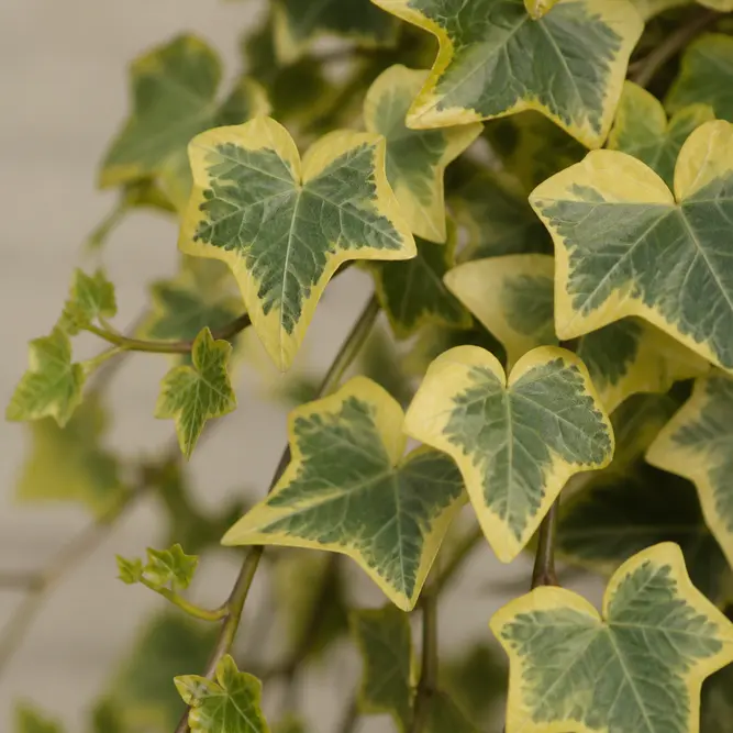Hedera helix 'Goldchild' alt (Pot Size 3L) English Ivy