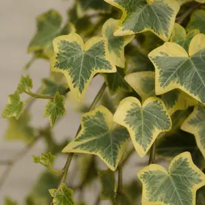 Hedera helix 'Goldchild'