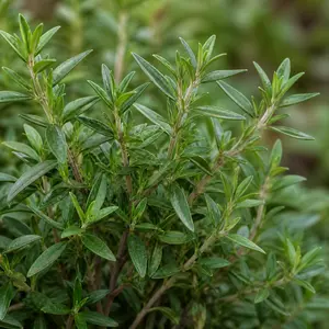 Satureja montana