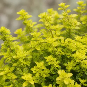 Thymus serpyllum 'Goldstream'